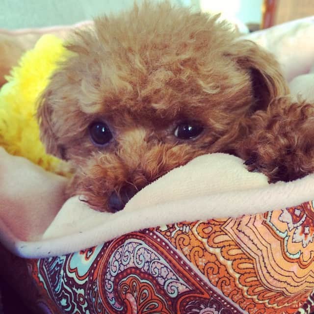 田中ハルのインスタグラム：「おはよー#dog#toypoodle#犬#トイプードル#田中ハル」