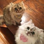 兄弟猫と私と夫の2トムのまいにち Instagram