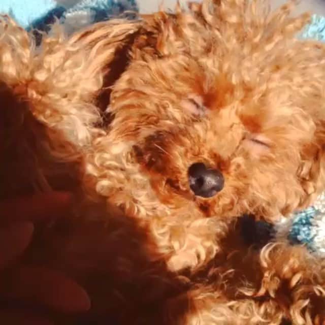 田中ハルのインスタグラム：「#toypoodle #dog #トイプードル#犬#田中ハル#おやすみ」