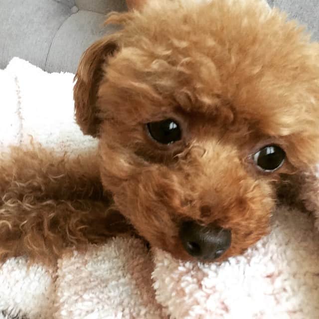 田中ハルのインスタグラム：「今日は1日ずーっと一緒にいたね〜#ずっと可愛くてね#dog#toypoodle#犬#トイプードル#田中ハル」