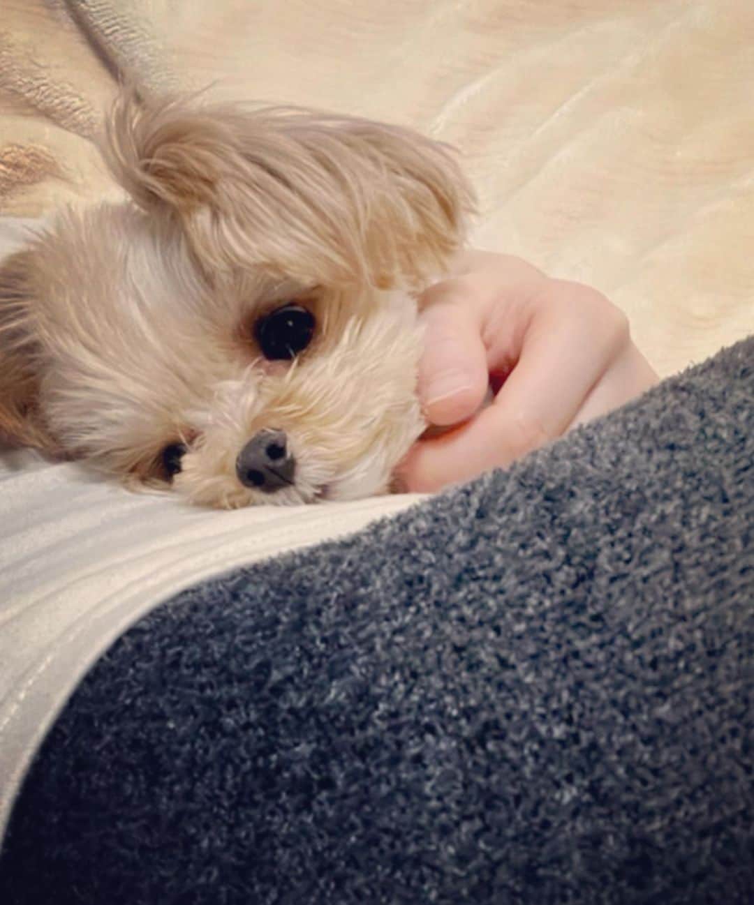 小池唯さんのインスタグラム写真 - (小池唯Instagram)「. 親から送られてきた愛犬ちゃん🐶  タイミングが合わなくてなかなか会えてないけど、今週末にやっと会えそう🥰 そろそろトリミング行かなきゃ✂️」2月28日 16時39分 - yuikoike_official