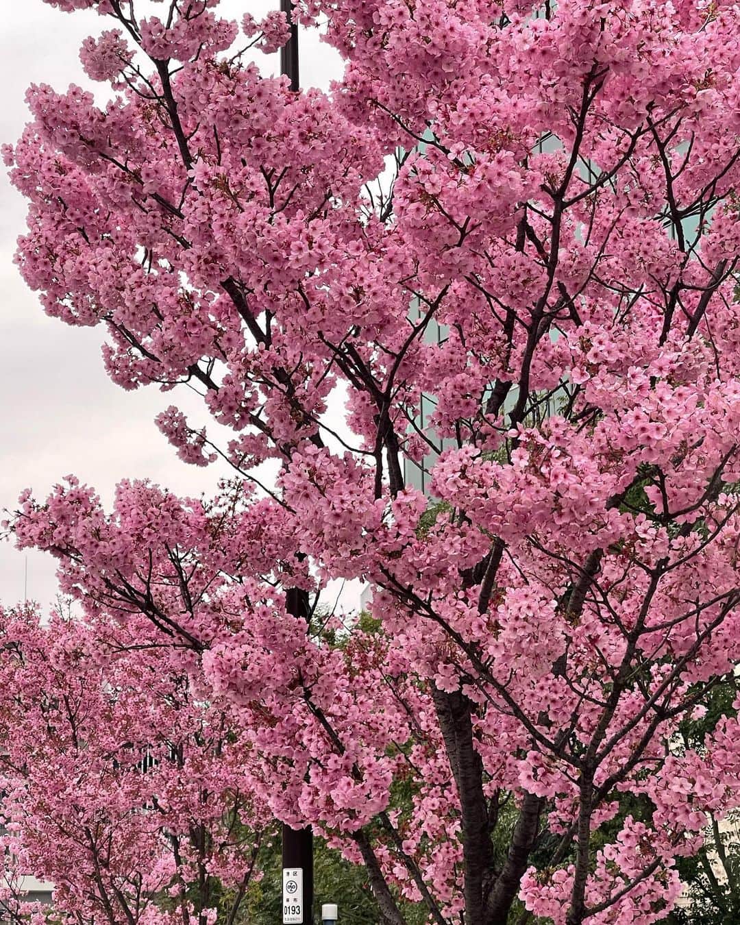 永井美奈子さんのインスタグラム写真 - (永井美奈子Instagram)「🌸 桜　満開ですね。 先日の311チャリティコンサートで小林幸子さんが 「千本桜」を歌唱なさった時の お衣装が見事な桜満開🌸 なのを思い出し、 時間差投稿しますね。  私　ニコニコ超会議でも 拝聴したのですが 本当に小林幸子さんの千本桜は 素晴らしいのですよ🌸  坂本冬美さん、服部百音さん、 川井郁子さん、大谷康子さん等等 この日は本当に耳福な日でした。  チャリティにご協力頂き ご来場頂いた方にも ご満足頂けた様で 良かったです♥️」3月28日 18時13分 - nagaiminako.com375