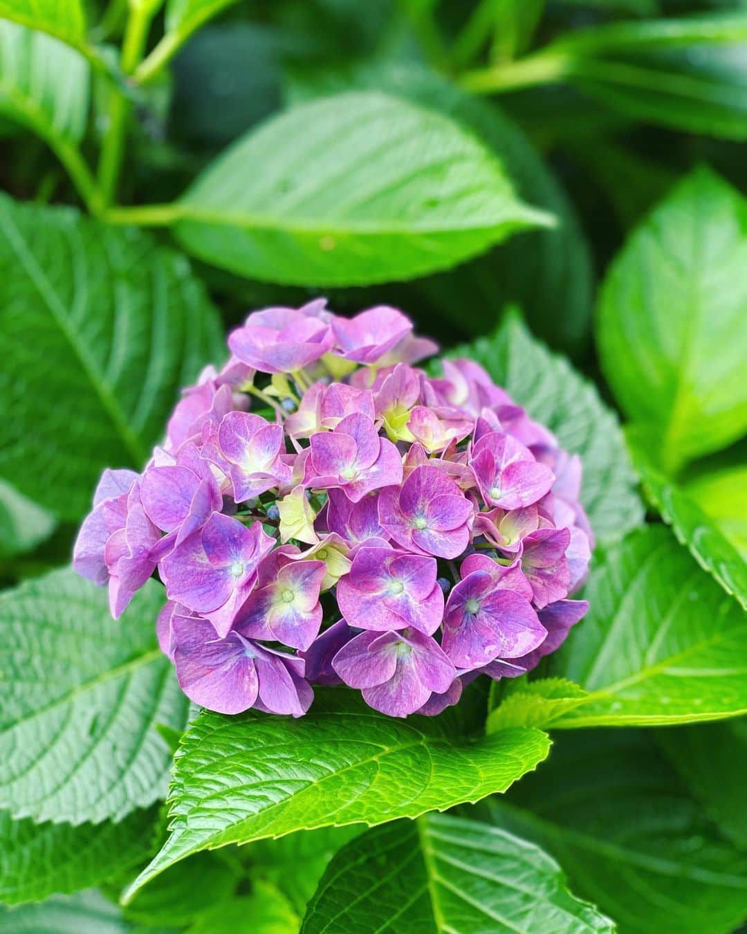 生野陽子さんのインスタグラム写真 - (生野陽子Instagram)「関東は午前中、大雨でしたね。 大丈夫でしたか？  雨上がりの午後、紫陽花がちらほら。 まもなく見頃ですね〜 青々とした葉にしずくが光り、 綺麗でした。  #紫陽花 #ツツジからアジサイの季節へ」5月27日 16時41分 - yoko_shono