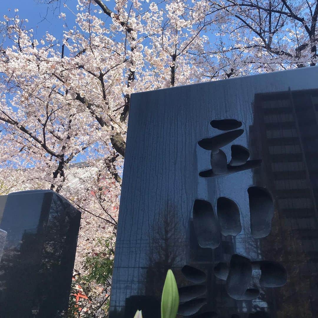 タカハタ秀太のインスタグラム：「墓参。 #撮影で来れなかった…。 #月命日、からやや遅れ #いい桜 #「赤めだか」から始まった…。 #明日から外出控える件 #耐えましょう！」