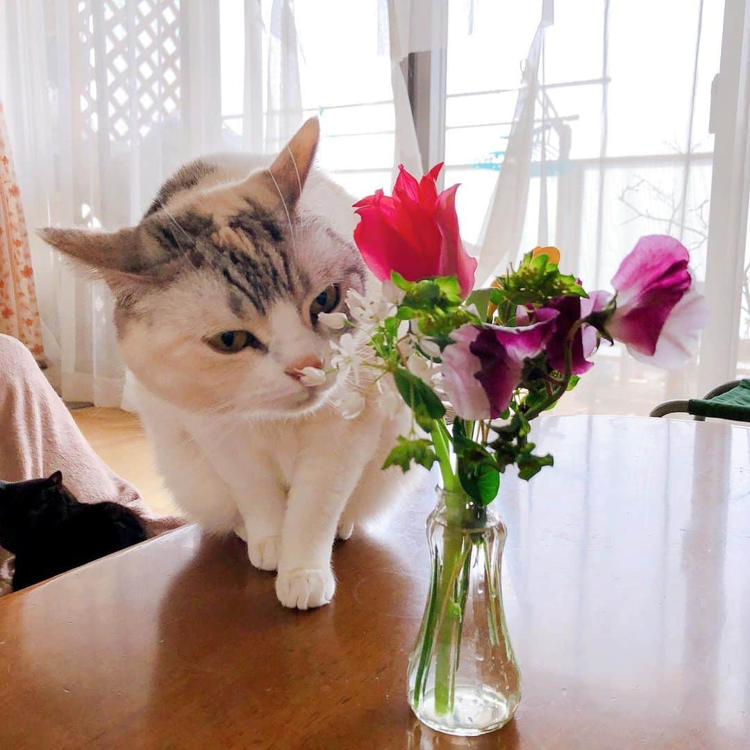 Natsukiのインスタグラム：「お花を部屋に飾るの好きなんだけれども、悪い子たちがいるからねぇ(笑)  #cat #scottishfold  #猫のいる暮らし  #bloomeelife  #花のある暮らし」