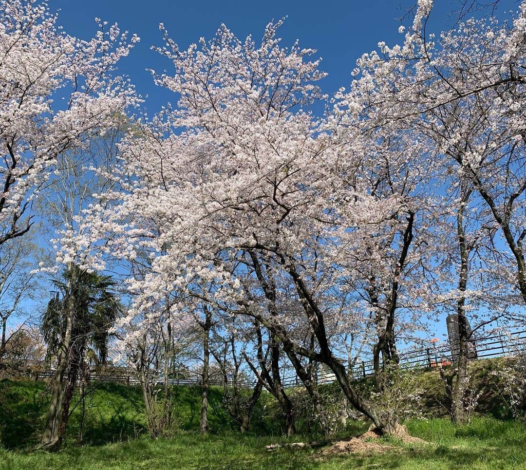 末綱聡子のインスタグラム：「良い天気🌸 桜も満開🌸 1日も早くコロナが終息しますように…  #岐阜 #笠松 #来年の春はみんなでお花見が出来ますように…🌸🍡」