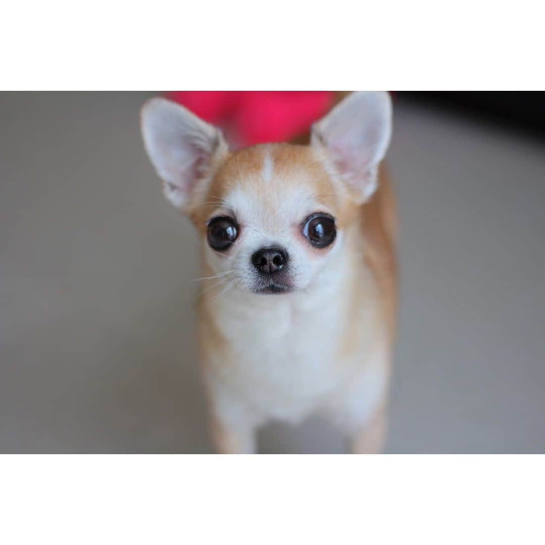 まち(Machi)のインスタグラム：「. Hello I’m Omo👋 . 😚😚 . #chihuahua #chihuahuas #dog #instadog  #weeklyfluff #doglover #chihuahualove #ふわもこ部 #choco #azuki #omochi #チワワ #ちわわ #犬 #スムチー #ロンチー #ちわすたぐらむ #いぬすたぐらむ #ちわわ部」