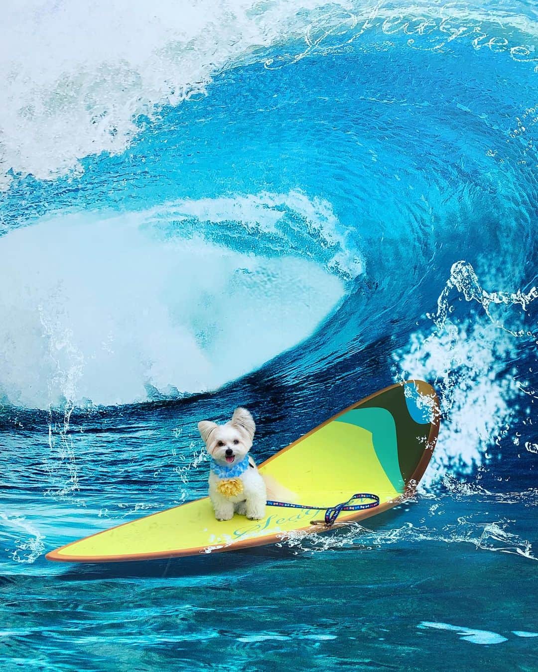 サーフィン犬のinstagram サーフィン犬インスタグラム ハッシュタグ