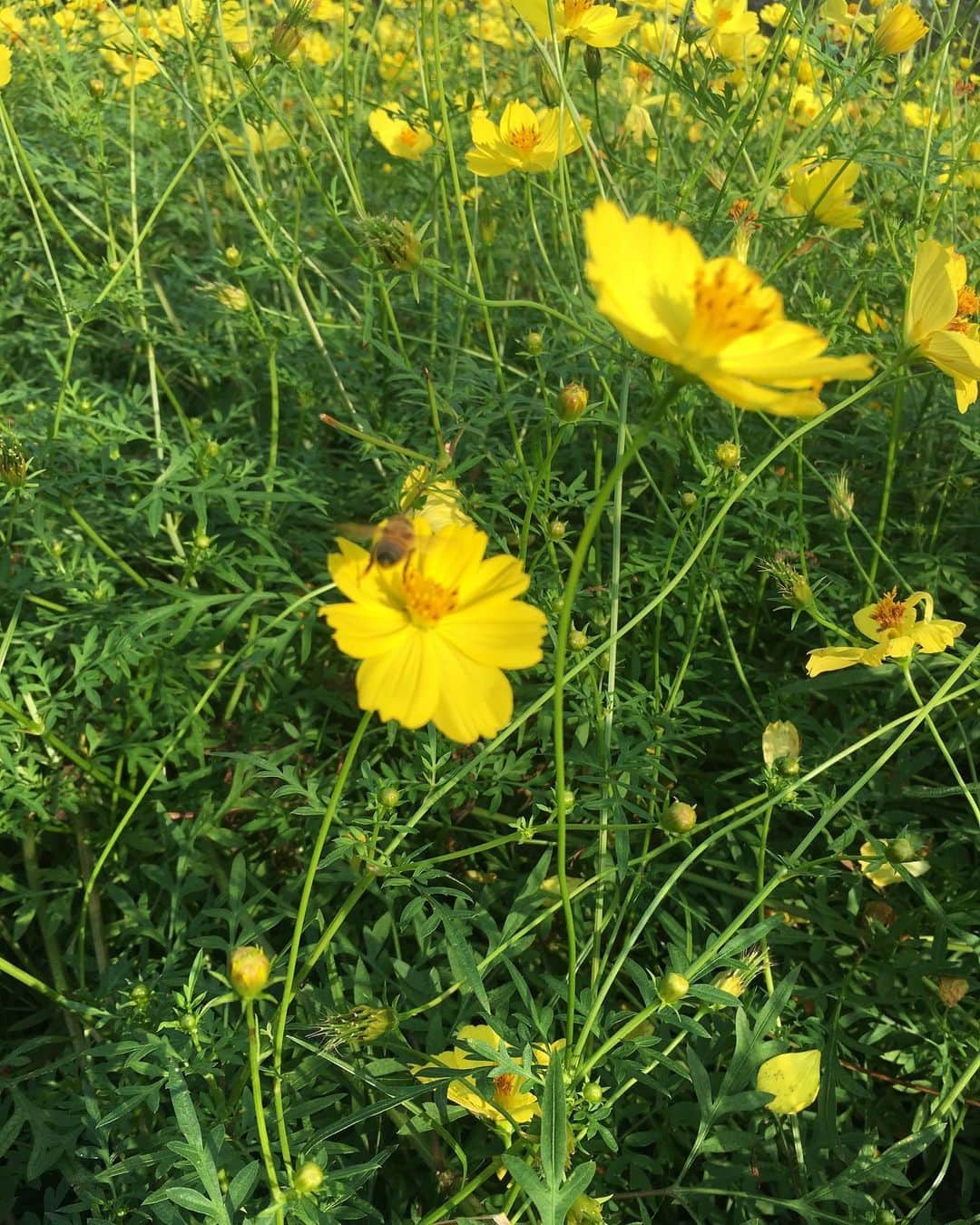 椎名香奈江さんのインスタグラム写真 椎名香奈江instagram 黄色いコスモス可愛かった 蜂が可愛くて 可愛くて 思わず 昭和記念公園 コスモス 黄色 ピクニック 蜂 みつばち 9月26日 19時46分 K N a