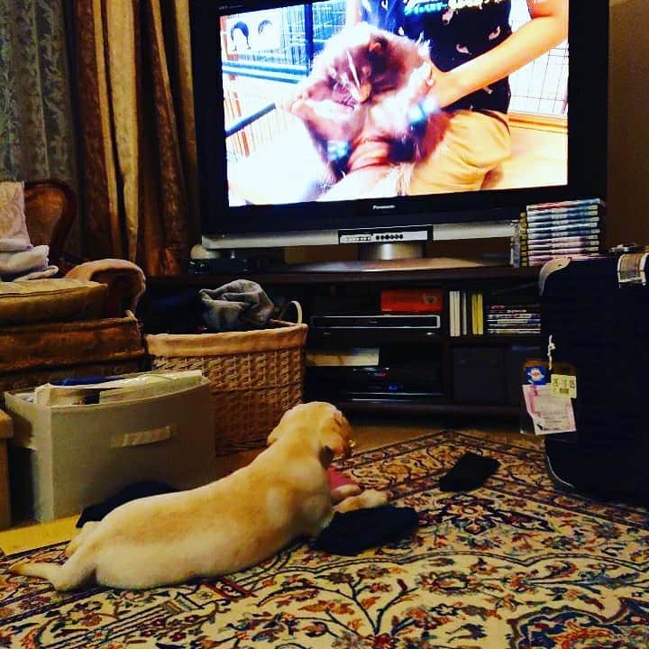 篠原かをりのインスタグラム：「実家の犬も観てくれています  #世界ふしぎ発見! #犬 #ラブラドールレトリーバー #ミステリーハンター」