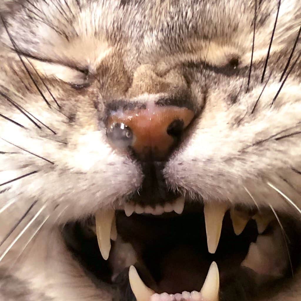 masuneco7のインスタグラム：「・ あくびの時についでに出た鼻提灯が可愛くて悶えた。 ・ ・ #ねこ #ネコ #猫 #cat #ふわもこ部 #ペコねこ部 #アメリカンショートヘア #americanshorthair」