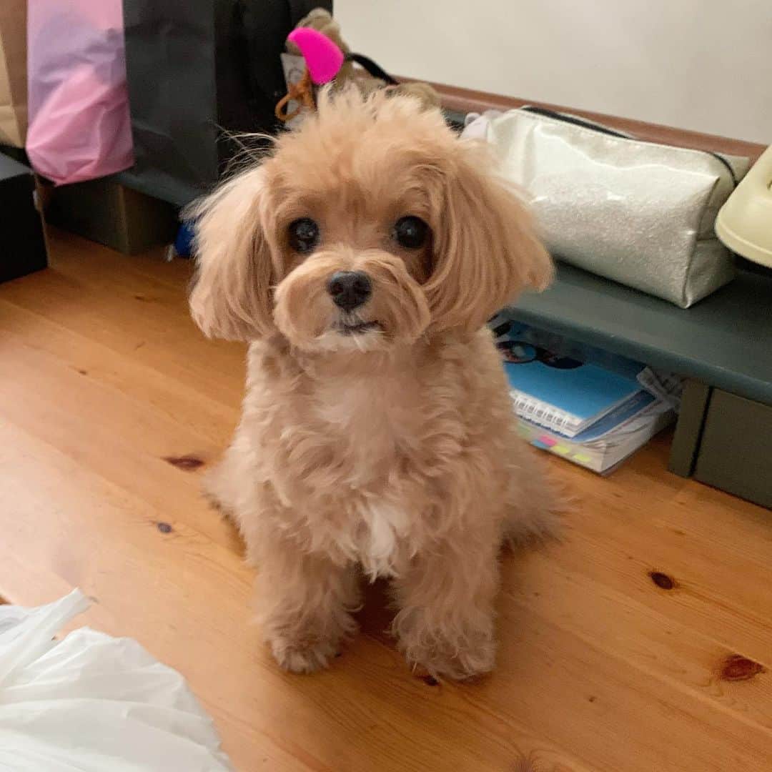 Ⓜ️їк◎ みこ 미코 ? Dogsのインスタグラム：「Hi my dear IG furiends, Annyeong 👋🏻 Please excuse my blur look as I just woke up from my afternoon nap.  It has been such a nice weather 🌧 to sleep in 😴💤 I hope you have a great day/evening 🥰😘 . . ٩(๑′∀ ‵๑)۶•*¨*•.¸¸♪ 📆〔7Oct2019〕 . #maltipoosofinstagram #dogs #barkhappy #maltipoo #maltese #toypoodle #ワンコ #わんこ #犬 #いぬ #トイプードル #dogsoftheday #poodlesofficial #poodle #puppylove #petfancy#furball #sgpet #poodleclub #poodleclubsg #furbabies #furballs #puppiesforall #pawsomepoodles #singaporedogs #개 #푸들 #강아지 #강아지🐶」