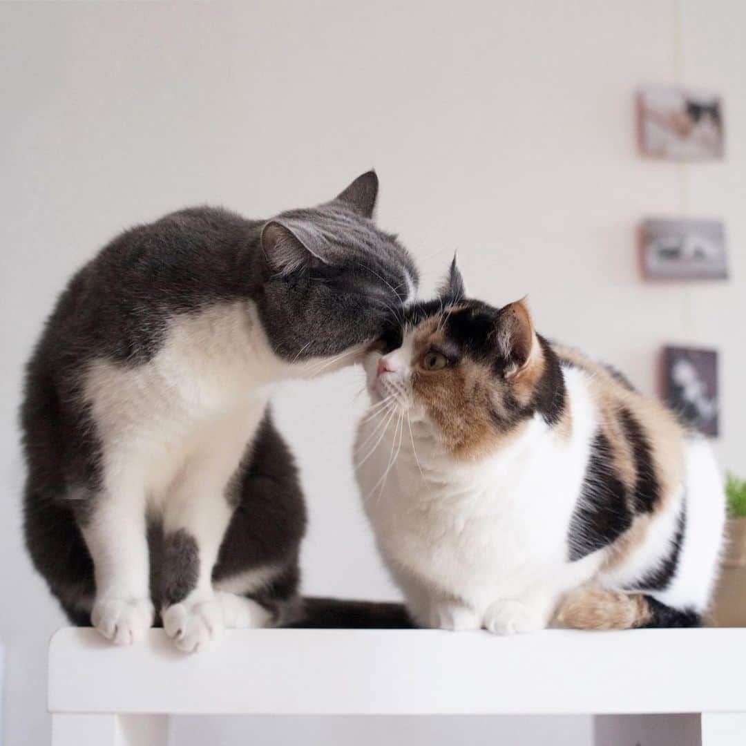 guremikeのインスタグラム：「#cat #cats #neko #cute #lovely #kawaii #natural #simple #catlife #catlovers #catoftheday #catsofinstagram #photooftheday #catstagram #猫 #猫のいる暮らし #ねこ #ねこすたぐらむ #guremike」