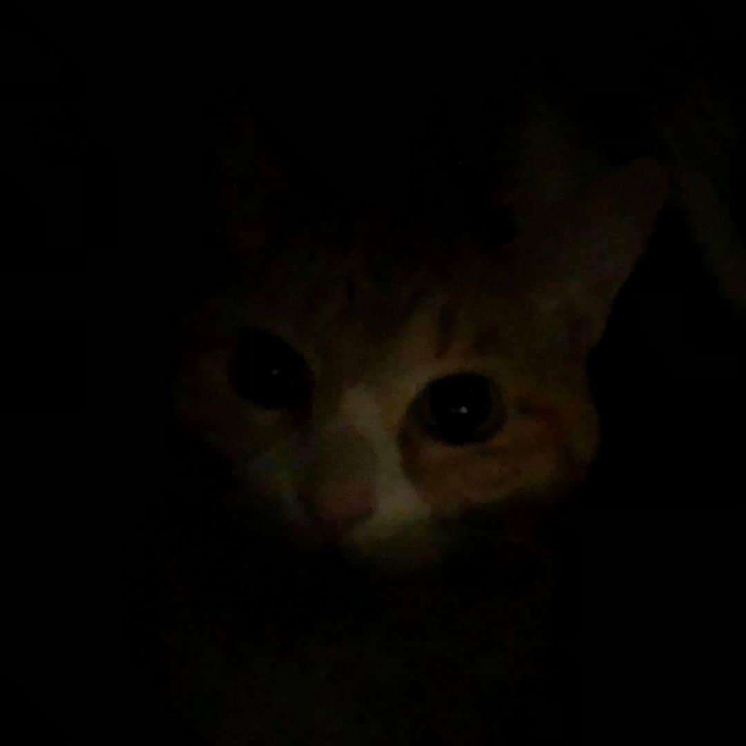 岩井勇気さんのインスタグラム写真 - (岩井勇気Instagram)「闇のモネ。  #愛猫モネ」12月2日 19時32分 - iwaiyuki_neko