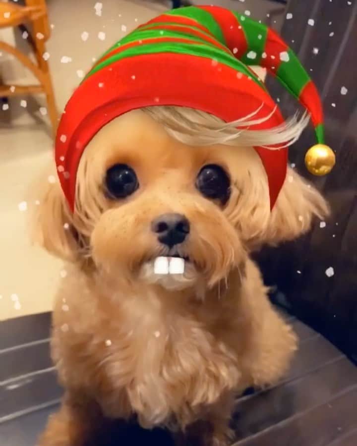 Ⓜ️їк◎ みこ 미코 ? Dogsのインスタグラム：「《Sound 🎵 required》 Hohoho... Miko and Family wishing everypawdy a blessed Christmas 🎄 and a joyous 2020 ♥️🎅🏻♥️ . . 📆〔25Dec2019〕 . #merrychristmas #happynewyear  #maltipoosofinstagram #dogs #barkhappy #maltipoo #maltese #toypoodle #ワンコ #わんこ #犬 #いぬ #トイプードル #dogsoftheday #poodlesofficial #poodle #puppylove #petfancy#furball #sgpet #poodleclub #poodleclubsg #furbabies #furballs #puppiesforall #pawsomepoodles #singaporedogs #개 #푸들 #강아지」