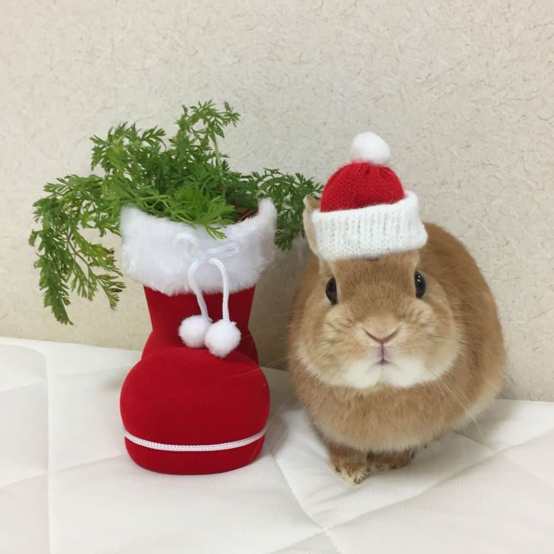 ?まるるのインスタグラム：「* * ボクがサンタさんにお願いしたのは これじゃないです… とでも言いたげな顔してるね😅 🥕の葉っぱ大好きなはずなのになぁ💦 * * お久しぶりですが Merry Christmas🎄 * * 素敵なクリスマスをお過ごし下さい💕 * * #うさぎ#ネザーランドドワーフ#ふわもこ部#rabbit#lapin#cutepetclub#WeeklyFluff #bunnystagram#rabbitstagram#instape#クリスマス#christmas#20191225」