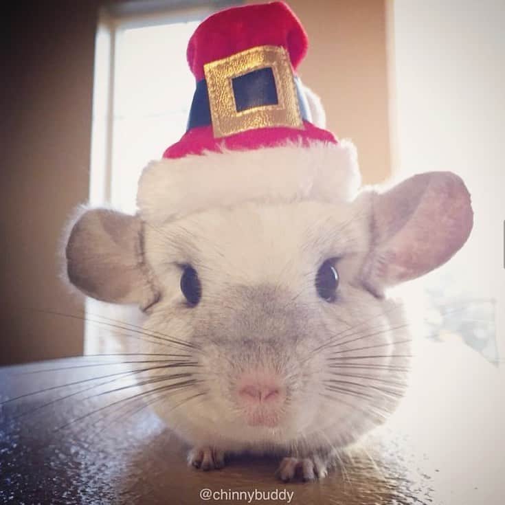 Mr. Bagelのインスタグラム：「Merry Christmas and Happiest Holidays to our friends!! 🎄 🎁 . . . . #MrBagel #chinchilla」