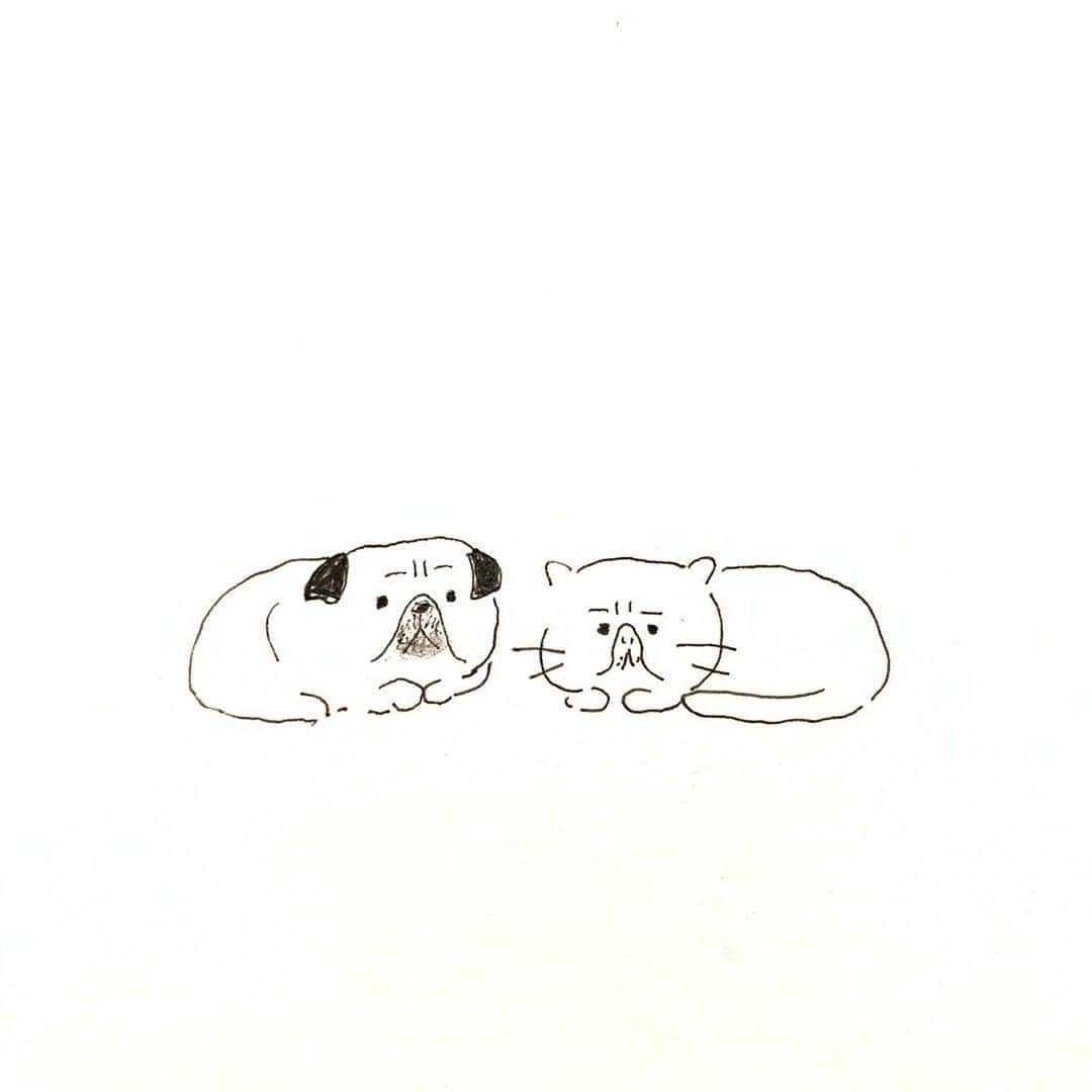 ハルペイさんのインスタグラム写真 ハルペイinstagram われら 似てるじゃないか パグ エキゾチックショートヘア Pug Exoticshorthair 犬と猫 他人のそら似 Harupei ハルペイ Doodle Draw Drawing Illustrator Illustration Japan 絵 雑貨 湘南