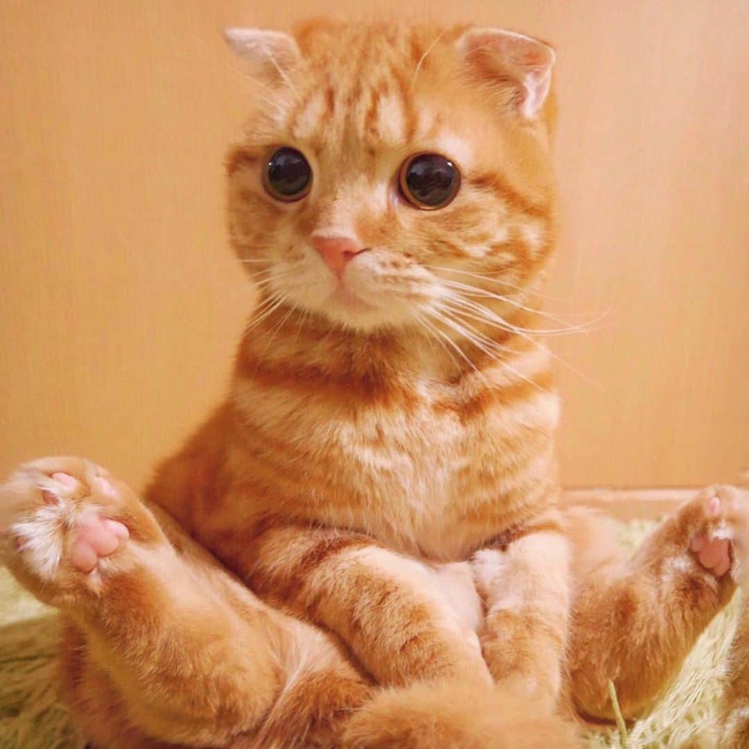 ashmiemuのインスタグラム：「Do you want to touch my paw?🐾 . 肉球触る？」