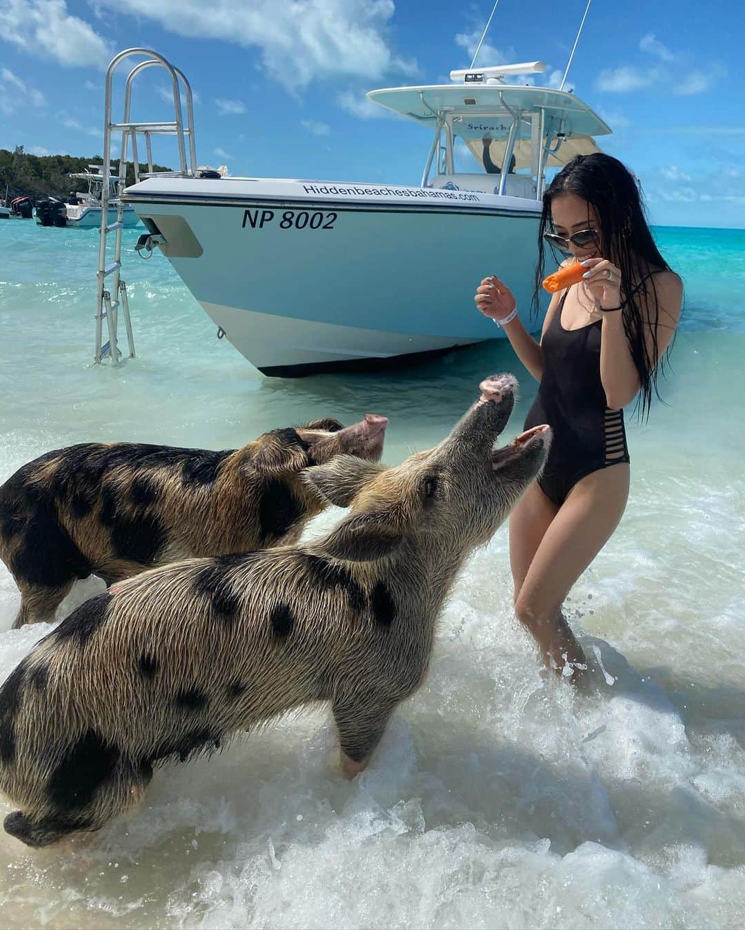 高野勇樹さんのインスタグラム写真 高野勇樹instagram ピッグビーチ バハマ には が泳ぐビーチがある 可愛すぎてキュン死 豚ビーチ バハマ 豚が泳ぐ カリブ海 Bahamas 珍動物 豚 世界の絶景 世界旅行 世界一周 旅 旅行好きな人