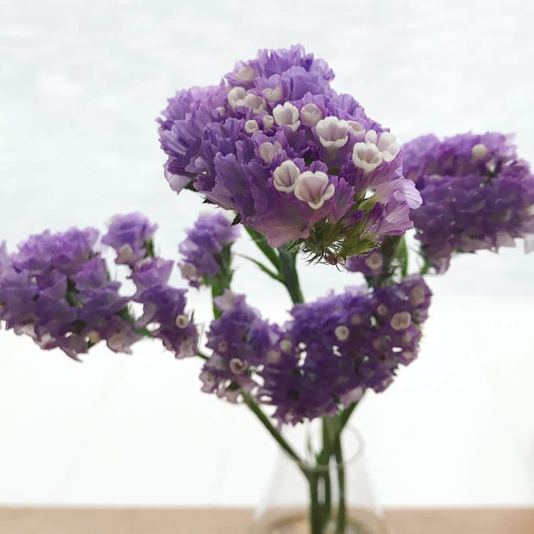 青山恭子さんのインスタグラム写真 青山恭子instagram 先日の紫のスターチス 気付いたら 中から小さい白い花が出て来てたっ なんだろ と調べてみたら この白いのが花の部分で 紫の部分は 萼 ガク なんだって 今まで1度も白い花を見た事が無かったって