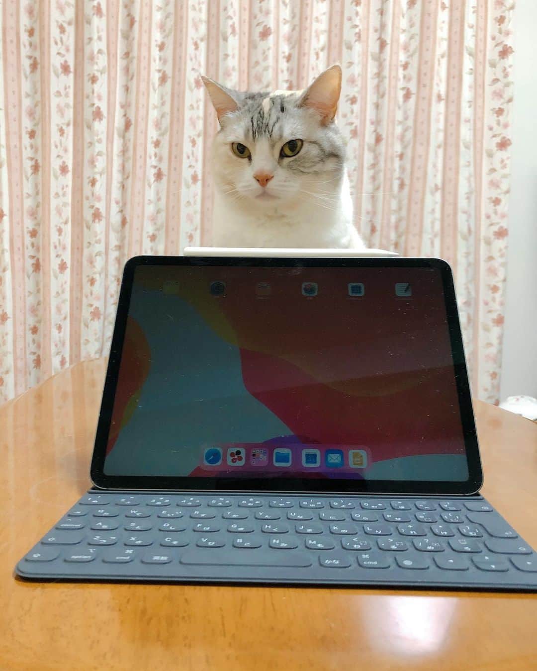 Natsukiのインスタグラム：「先日、予約してたiPad Proが入荷し受け取って来ました。  iPad miniが職場から配布されてるんだけども、書き込めないのが不便でー。 今回はキーボードも付けたし、快適(^^) PCの前に座ることが少なくなりました！  そして、新しいものが出てくると、必ずしらすチェックが入ります笑  #cat  #scottishfold  #猫のいる暮らし」