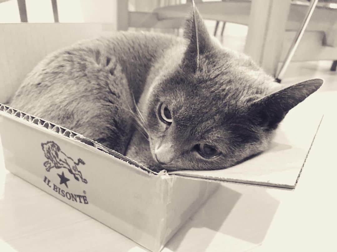 ミーちゃんのインスタグラム：「箱小さくないですか？  #cat #猫 #catsofinstagram #catstagram #neko #グレ猫倶楽部 #russianblue」