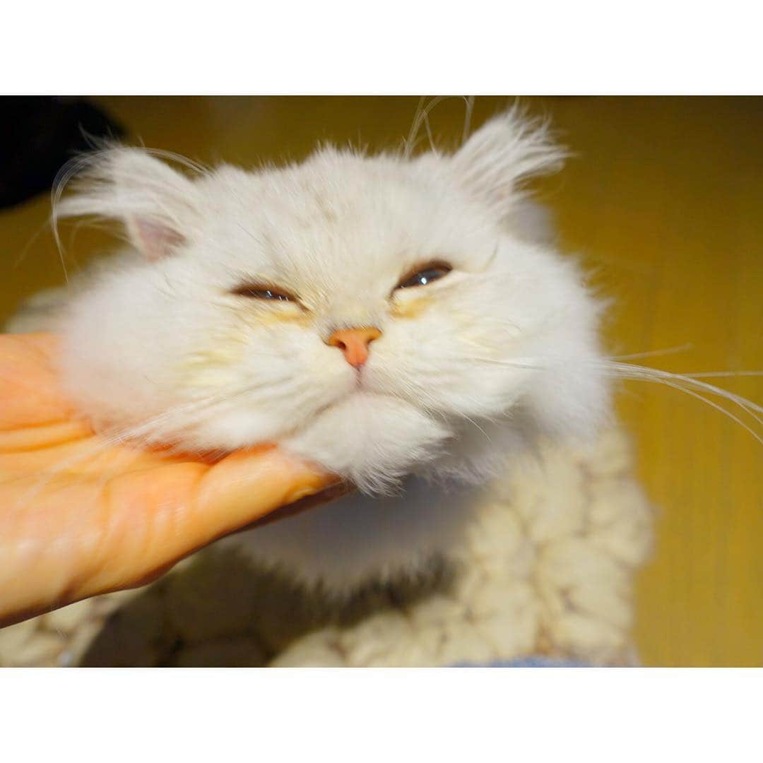 兎（尾崎紗代子）のインスタグラム：「そこ撫でてくれるのきもちいいよ〜😊 #兎 #cat #cats #catstagram #kitten #kitty #kittens #pet #pets #animal #animals #petstagram #petsagram #catoftheday #catsofinstagram #ilovemycat #instagramcats #nature #catoftheday #lovecats #furry #sleeping #lovekittens #adorable #catlover #instacat #mofmo」