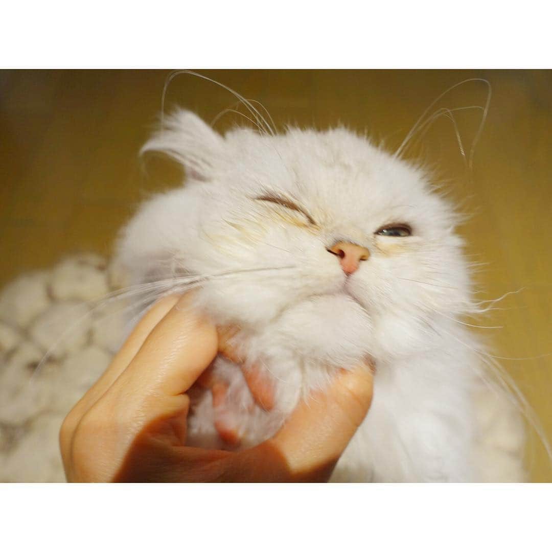 兎（尾崎紗代子）のインスタグラム：「ソコソコ〜〜〜〜 #兎 #cat #cats #catstagram #kitten #kitty #kittens #pet #pets #animal #animals #petstagram #petsagram #catoftheday #catsofinstagram #ilovemycat #instagramcats #nature #catoftheday #lovecats #furry #sleeping #lovekittens #adorable #catlover #instacat #mofmo」