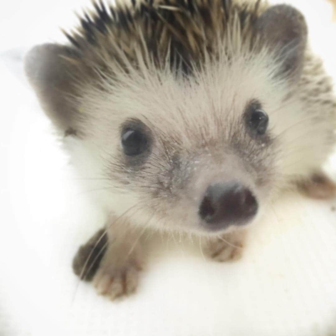 Oliver's Journeyのインスタグラム：「#hedgehog まだまだ慣れてくれません」