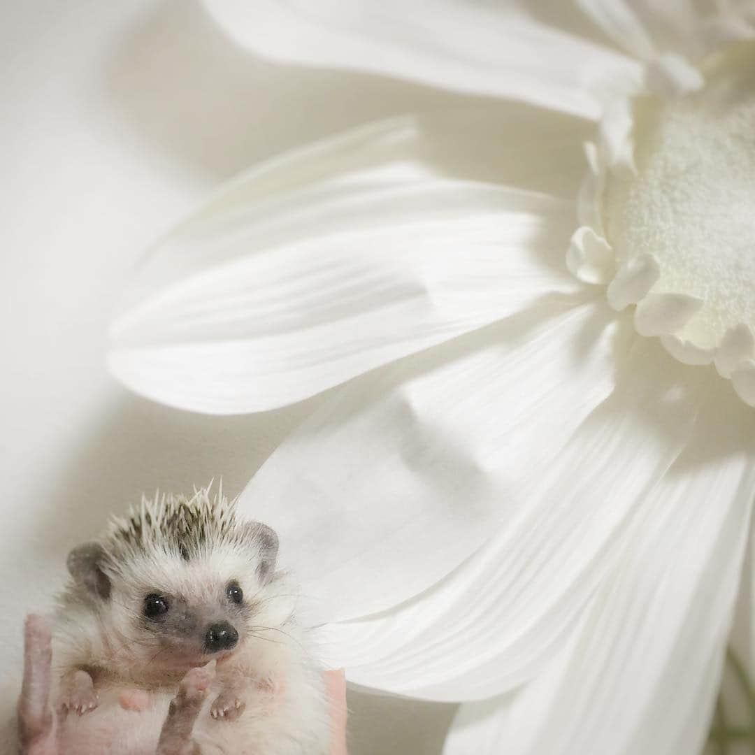 Oliver's Journeyのインスタグラム：「With flower and me #hedgehog #flowers」