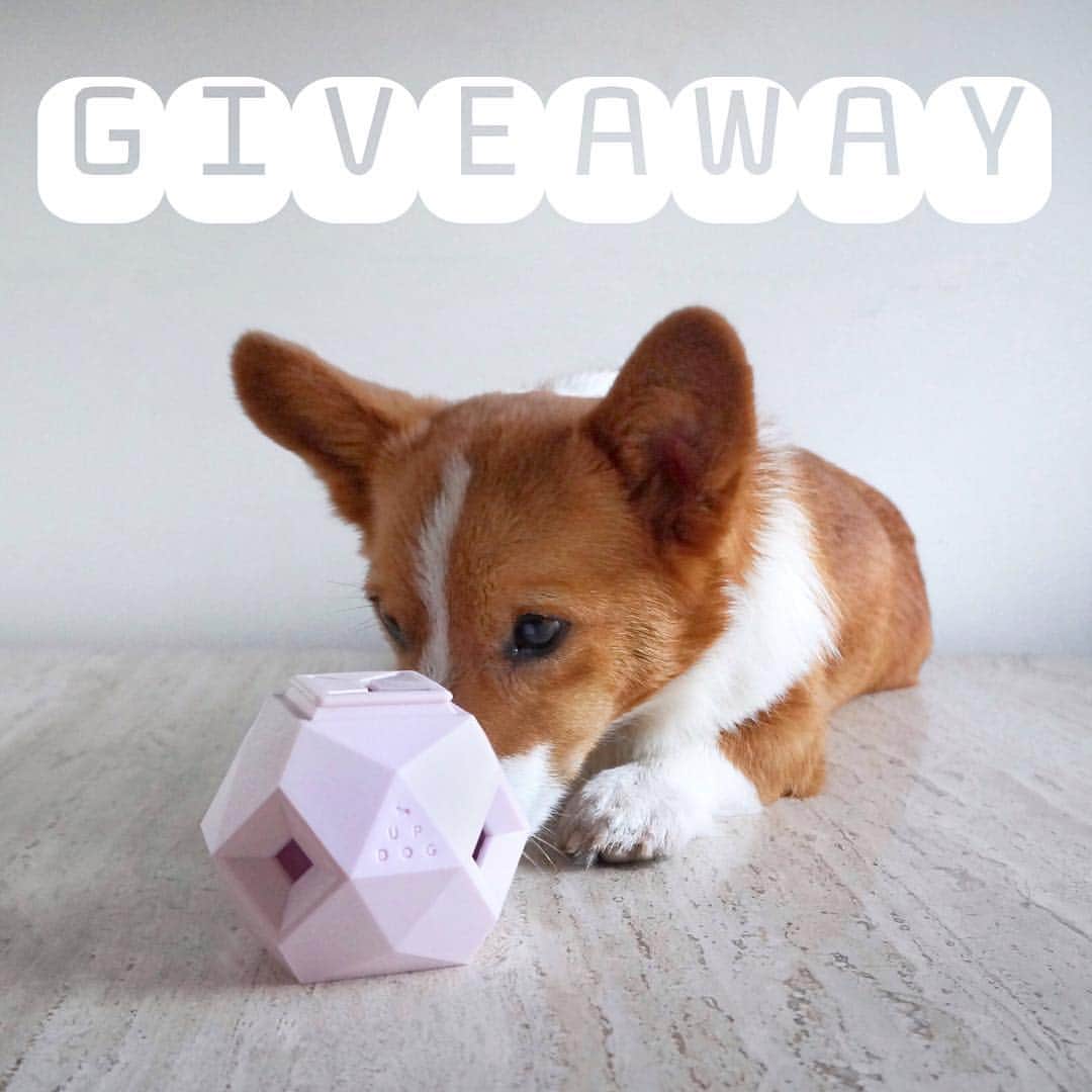 Loki the Corgiのインスタグラム：「🔥GIVEAWAY TIME!!!🔥 We are giving away an Odin dog toy (in the color of your choice). To enter: 1️⃣ Follow @corgistagram + @updogtoys , and 2️⃣ Like + comment "entered" on this photo Winner will be announced on Tuesday. USA/Canada only. Good luck! 😁」