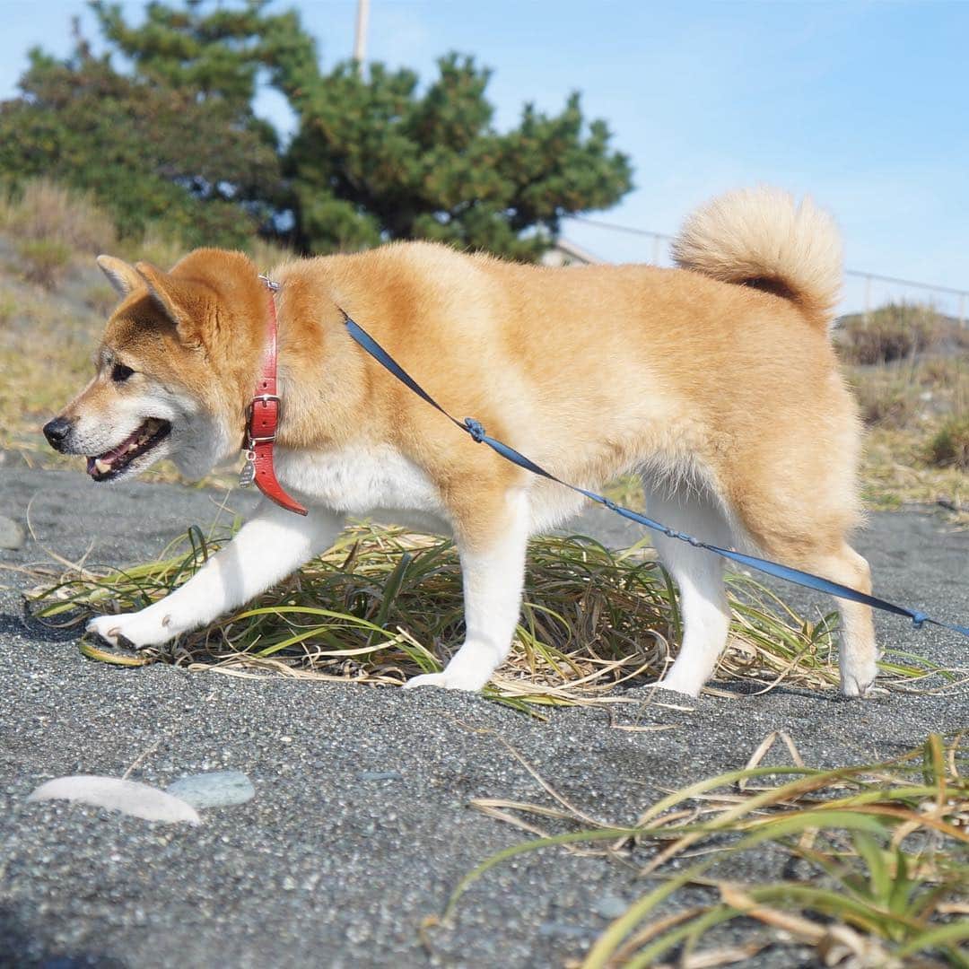 beis0816のインスタグラム：「I love beach. 歩くの楽し〜。 #パイン #パインさん #柴犬 #柴 #犬 #犬バカ部 #日本犬 #わんダフォ #shiba #shibainu #dog #dogstagram  #dogs  #shibastagram #shibainustagram #shibalife #instadog」