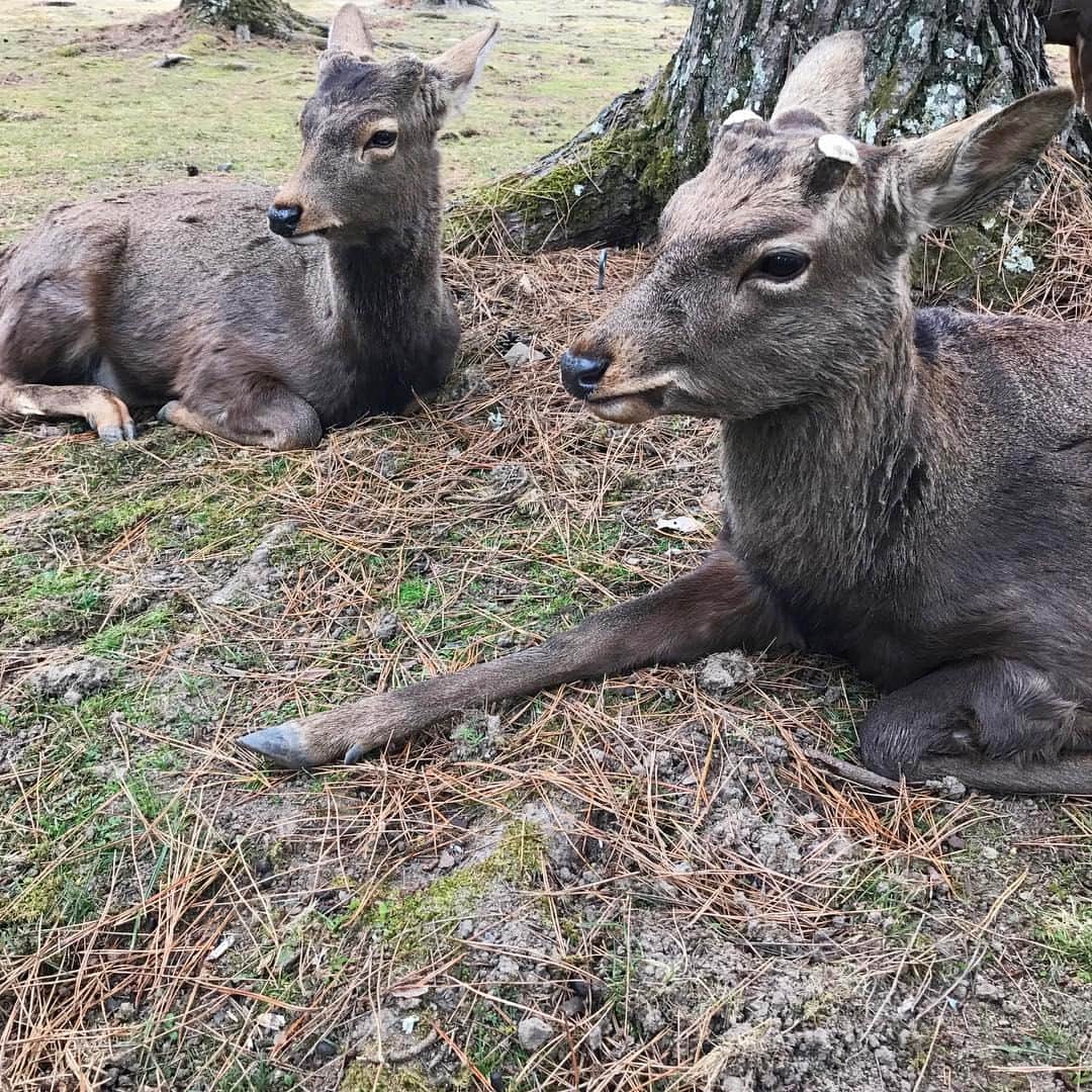 pekimukuのインスタグラム：「今日はめずらしく 日曜日おやすみで奈良へ 奈良公園でたくさんの鹿たちに出会い NAOT NARAで靴を購入して 美味しいごはんを食べて 満足満足の1日でした( ´ ▽ ` )  鹿達はすごい数の観光客に 鹿せんべいをたくさんもらったせいか ほとんどの鹿が「もういらないよ」 という顔で寛いでいました(ᵔᴥᵔ) #奈良#鹿#奈良公園」