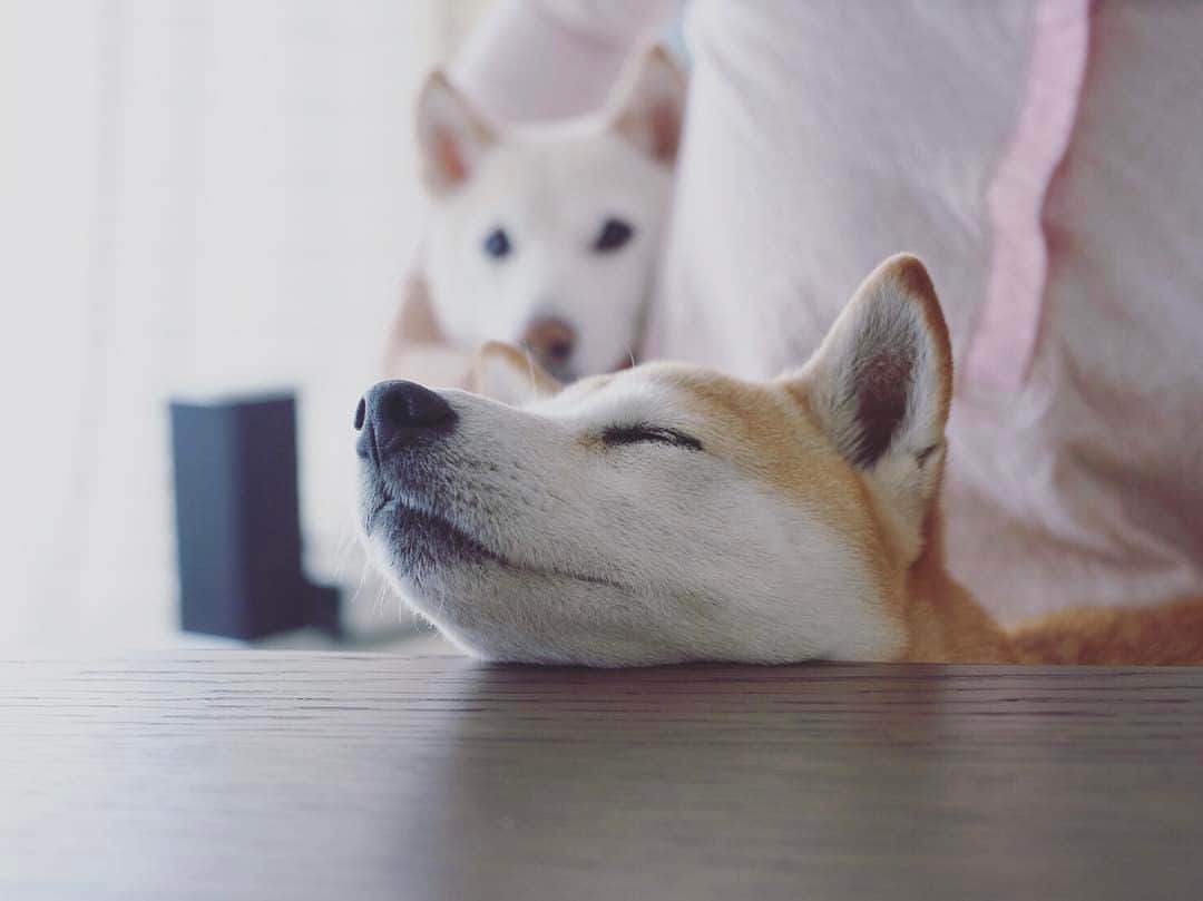 さくぽて（高垣麗子）のインスタグラム：「不思議な体制で寝ているぽてこを見守るさくら😍 #sakupote #さくぽて #さくら #ぽてこ #sakura #poteko #柴犬 #しばいぬ #shiba #inu #shibainu #犬 #dog #豆柴 #love #happy #cute」