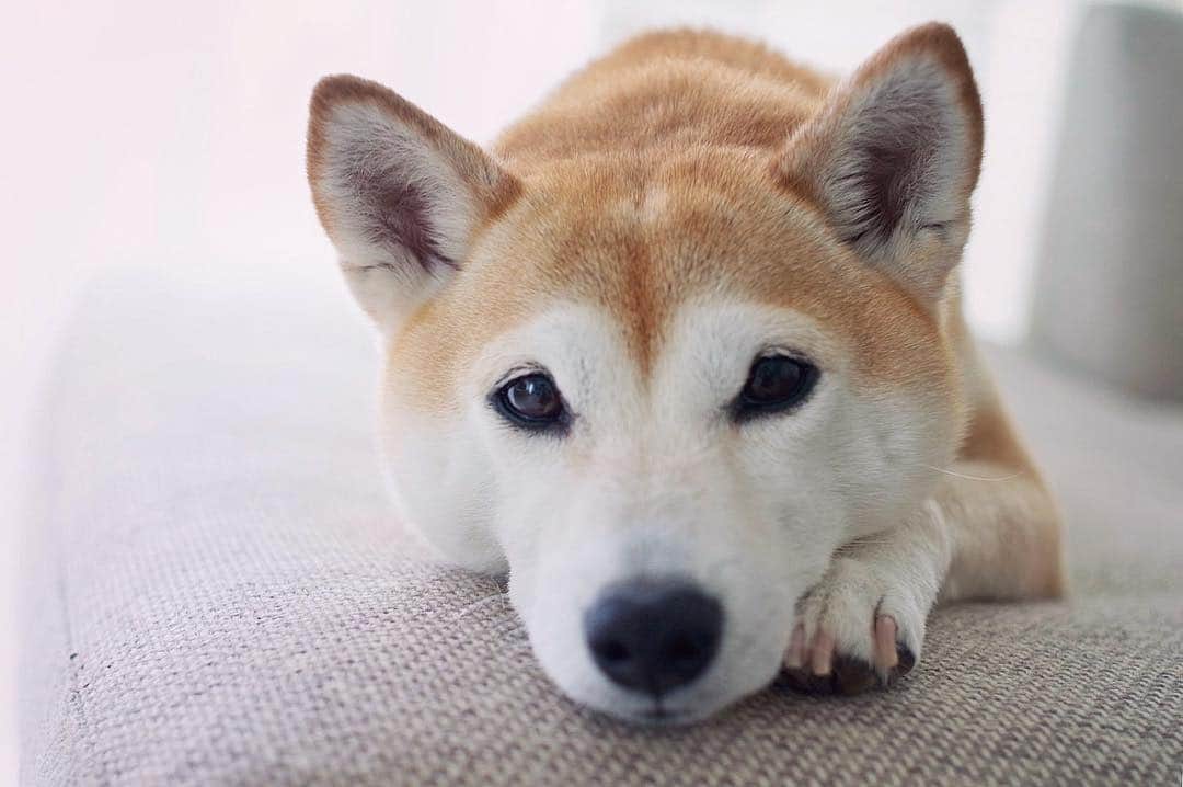 さくぽて（高垣麗子）のインスタグラム：「ご無沙汰してましたが、いつも変わらず元気なぽーちゃん☆  #sakupote #さくぽて #さくら #ぽてこ #sakura #poteko #柴犬 #しばいぬ #shiba #inu #shibainu #犬 #dog #豆柴 #love #happy #cute」