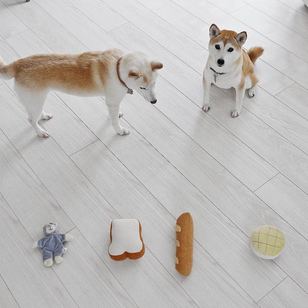 さくぽて（高垣麗子）のインスタグラム：「新しいおもちゃを4つゲット‼️ #sakupote #さくぽて #さくら #ぽてこ #sakura #poteko #柴犬 #しばいぬ #shiba #inu #shibainu #犬 #dog #豆柴 #love #happy #cute」