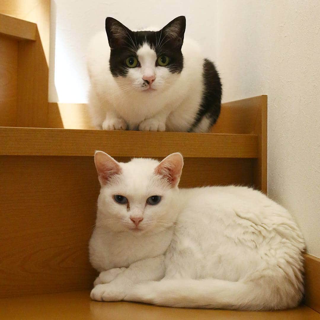 kozuのインスタグラム：「* 2017.8.8  モコが調子悪かった時、モコは何故かずっと階段で寝てた💦 何故か、ちびこも一緒に階段で寝てた☺️ 側に居てあげたの？って思う😊 . . .  #ねこ #猫 #白猫 #はちわれ #白黒猫 #しろねこ #はちわれデー #しろくろ #一眼レフ #キャノン #canon #cannon #SLR #blackcat #whitecat #blackandwhitecat #bestmeow #excellent_cats #kittylookbook #チーム夜這い #ペコねこ部 #bestcats_oftheworld #catsofinstagram #ilovemycat #meow #catlover #catoftheday #みんねこ #フロリダのたまちゃん応援隊」