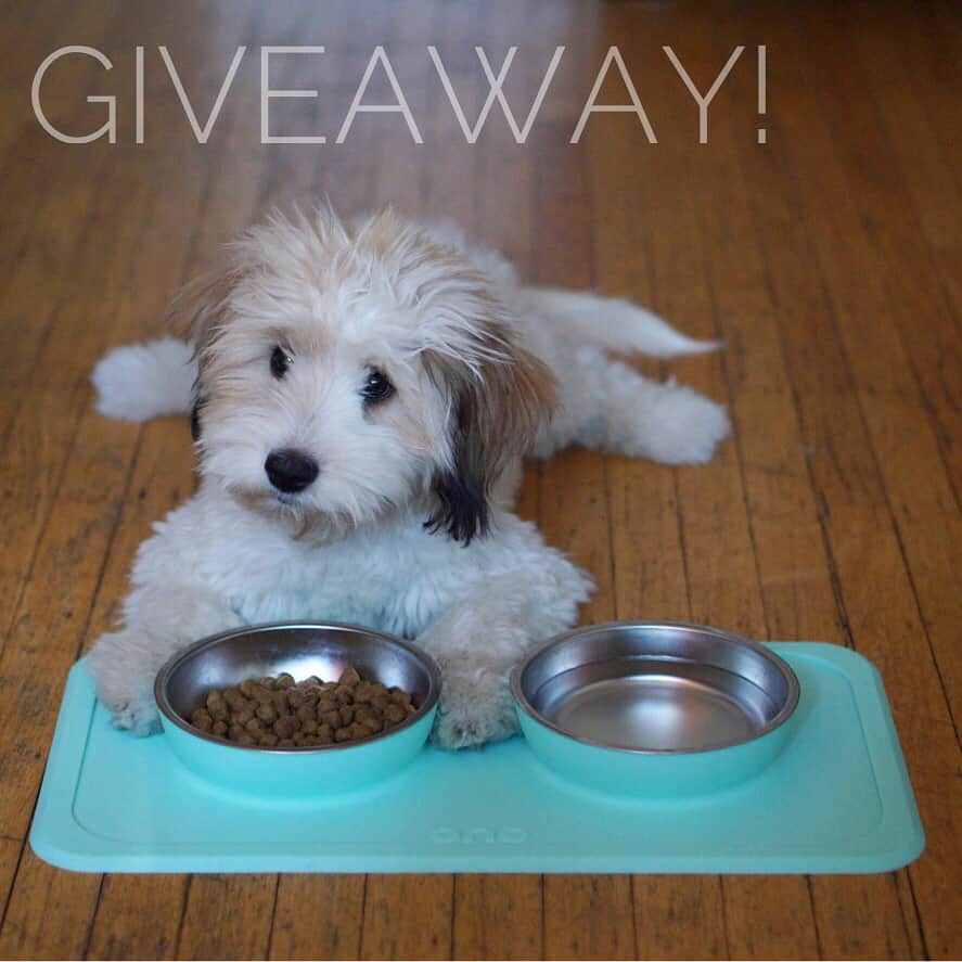 Loki the Corgiのインスタグラム：「🚫 GIVEAWAY CLOSED! 🚫 - We have partnered with @onofriends to give away (1) The Good Bowl (Double), which is an all-in-one silicone mat that suctions to the floor with 2 stainless steel bowls. The winner will get to choose from 4 colors (swipe left). - To enter you must: 1️⃣ FOLLOW @onofriends & @lokistagram , AND 2️⃣ LIKE this post & COMMENT below to let us know you have entered! - Contest ends Thursday 9/14 at 6 pm PST. The winner will be chosen at random, notified through DM, and announced on this post. 😊 Good luck! *US/Canada only.  Winner: @taylorannedwards , pls check your DM :) For those who wish to purchase an Ono bowl, feel free to use the promo code CORGI10 to get 10% off your purchase.」