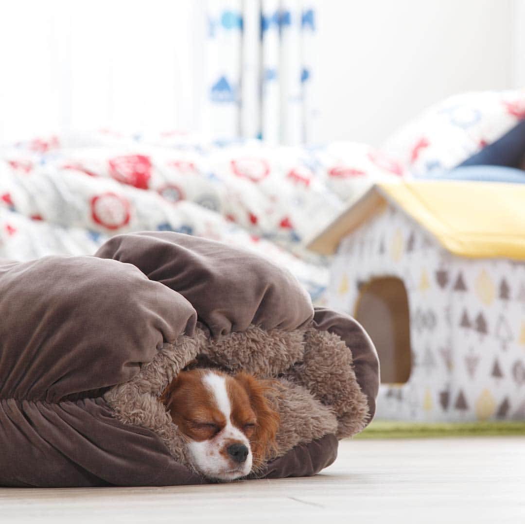 カインズさんのインスタグラム写真 カインズinstagram 今年もカイホイの季節がやってきました 人もペットも癒される暖か ロールクッション ごろ寝枕やクッション ペット用に使い方はいろいろ リバーシブルで しかも嬉しい抗菌防臭機能付きです