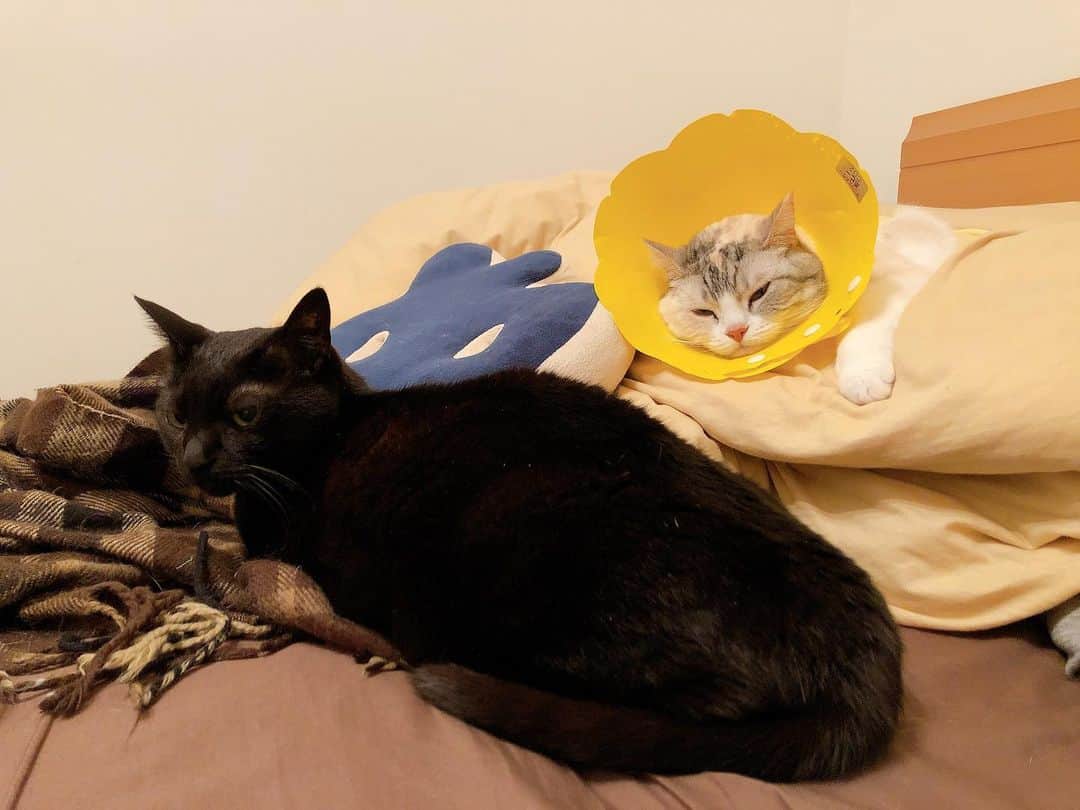 Natsukiのインスタグラム：「雷すごかったですねー。  対照的は２人。 雷が怖くて誰かにくっついていないといられない緊張顔のホタテ(笑) しらすは雷に気づいてないかのようにぐっすり(笑)  #cat  #scottishfold  #blackcat  #猫のいる暮らし」