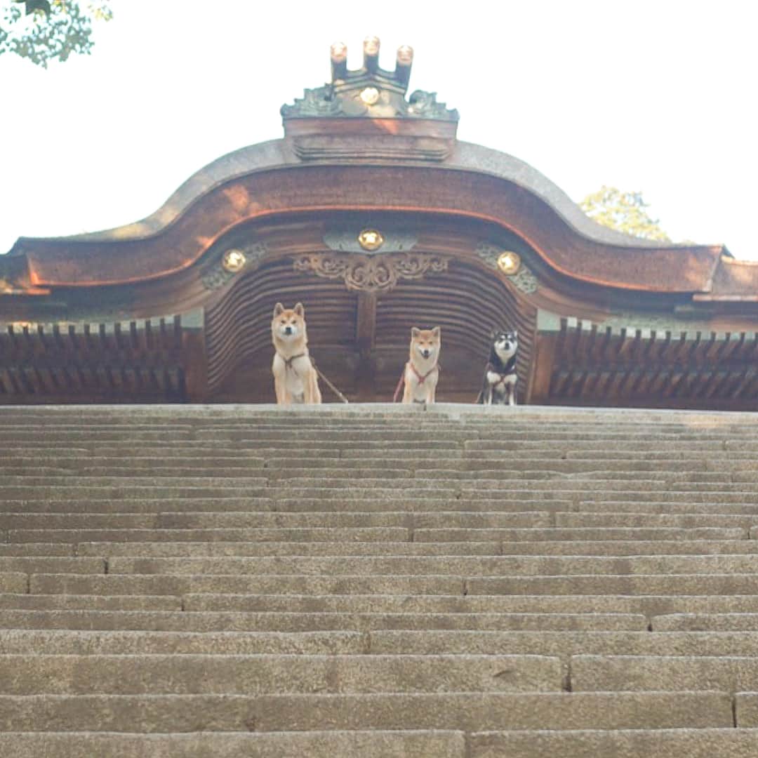 花丸のインスタグラム：「こんぴらさん参り&うどん柴いてきたで！  #ワンコは1368段の階段 #余裕のよっちゃんやったね #うどん県で #メインイベント前の腹ごしらえ  #柴犬 #shiba #shibainu」