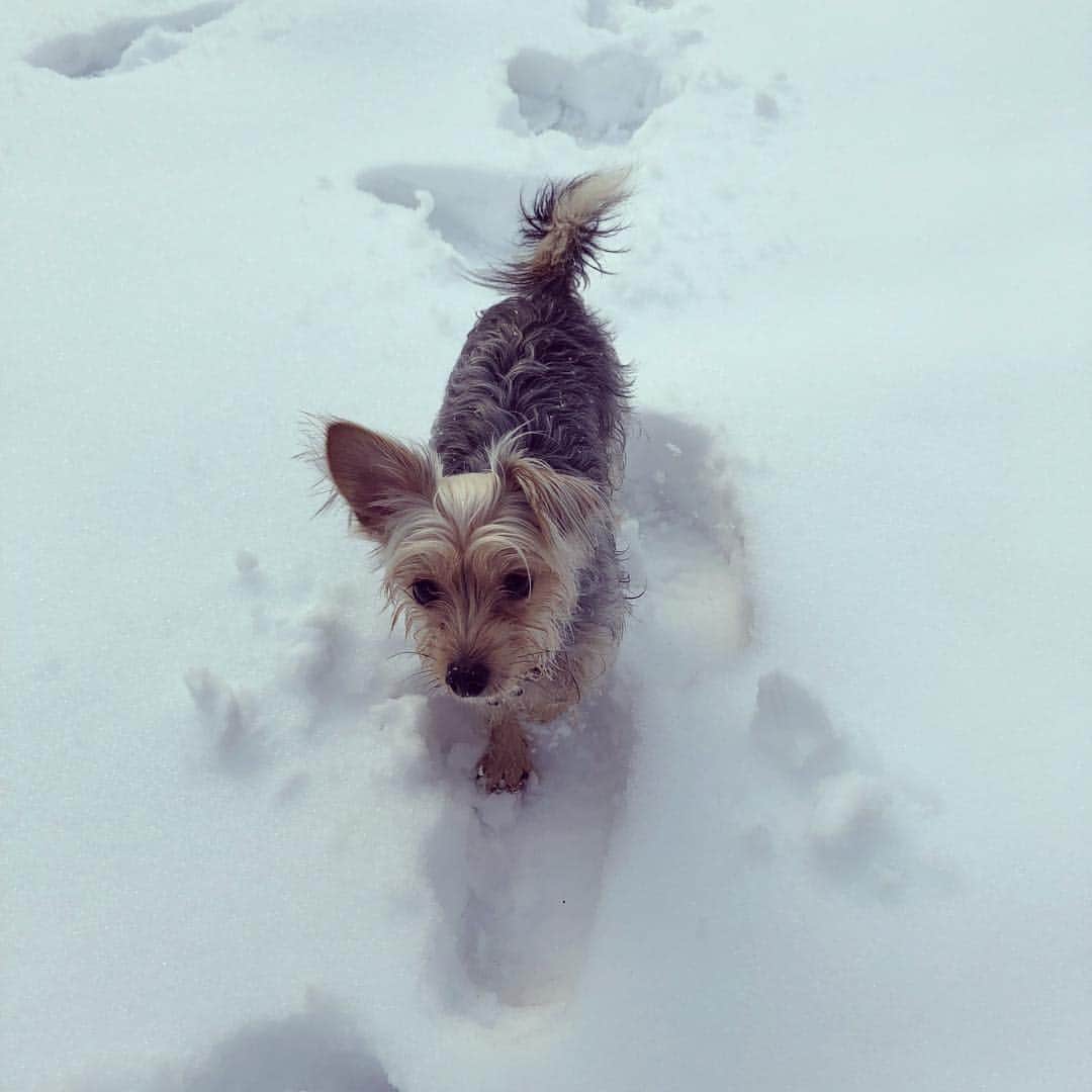 Willy Wonkaのインスタグラム：「#雪景色 #初雪 #雪遊び  #snowdog #doginsnow #wintermemories #dogmodel #editorialphotography #dog #dogsofinstagram #yorkiesofinstagram #dachshund #doggy #doggie #insta_dogs #instapups #willywonka #followme #ヨーキー #ダックスフント #ダックスフンド #ヨークシャテリア #ハーフ犬 #ミックス犬 #ミックス犬同好会」