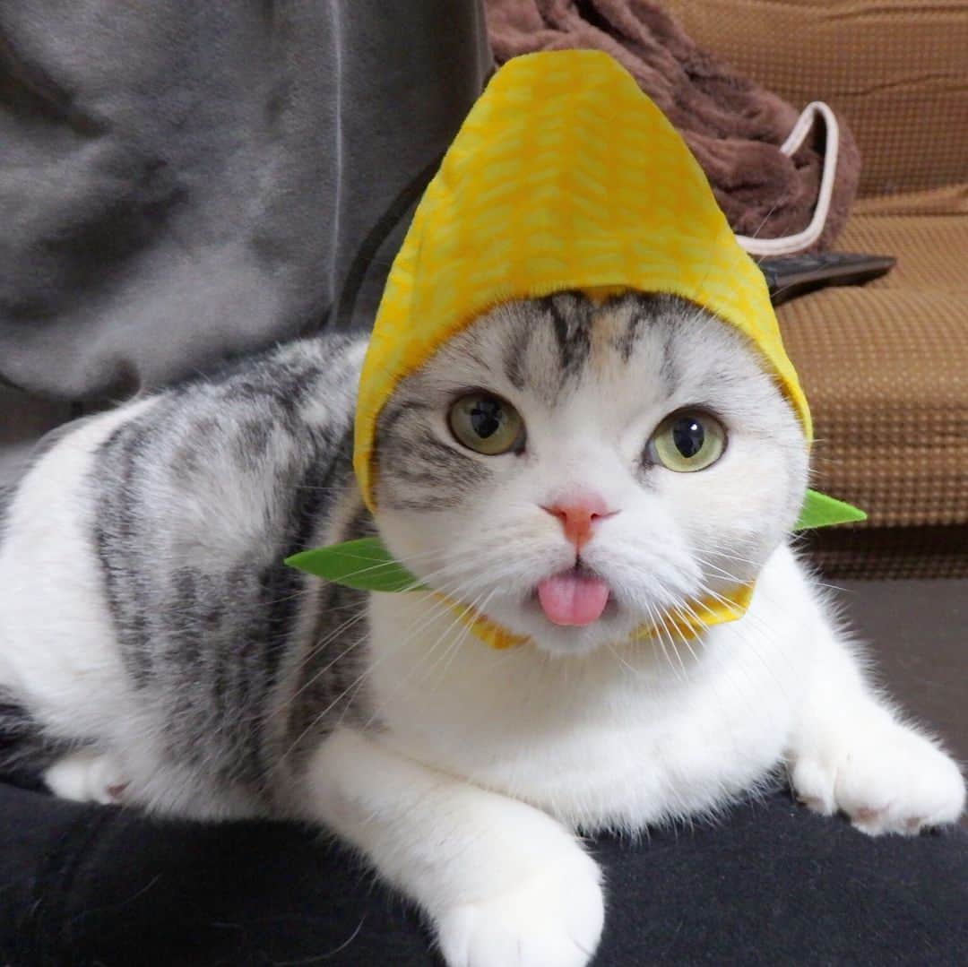 ⁽⁽◝( ˙ ꒳ ˙ )◜⁾⁾のインスタグラム：「おはにゃん😸☀️ とうとうトウモロコシになってしまったにゃ…🌽 最後の写真ちょっとボケてるけど、本気で嫌そうな感じが面白いので載せてみました🤣 ♪ #かわいいかわいいねこ野菜ちゃん #ぺろり猫#猫#スコティッシュフォールド#cat#scottishfold」