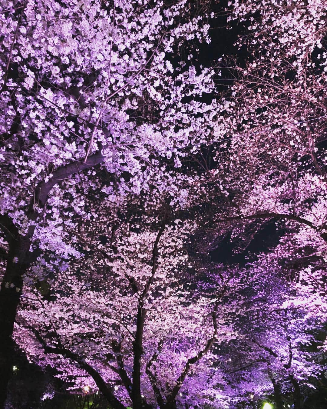 福田ゆみさんのインスタグラム写真 福田ゆみinstagram まるで桜の絨毯 夜桜も綺麗