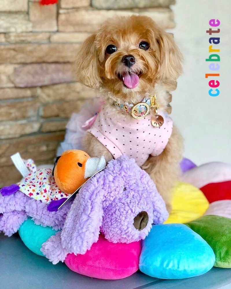 Ⓜ️їк◎ みこ 미코 ? Dogsのインスタグラム：「Hi 👋🏻 everypawdy❣️I am finally BACK!! 😂 Apologize for being missing in action 🙈 and thanks 🙏🏻 for your concerns and lovely messages 📝  Everything is well 👍🏻 just that my hoomans 👩🏻🧑🏻🧒🏻🗯 said they have been very busy lorh 🤦🏻‍♀️ ANYWAY, 🎉 ᴵᵀ ᴵˢ ᵀᴵᴹᴱ ᶠᴼᴿ ｃｅｌｅｂｒａｔｉｏｎ  Tomorrow is my 3rd barkday 🎂  Thank you pretty @lil_pumpkin_ho for your 2 cutie toys and the yummy treats 😍😋😘 Ruff you to the moon and back 😘💕🌝💫 . ❤️🧡💛💚💙💜💖🖤 📆〔11May2018〕 . #maltipoosofinstagram #dogs #barkhappy #maltipoo #maltese #toypoodle #ワンコ #わんこ #犬 #いぬ #トイプードル #dogsoftheday #poodlesofficial #poodle #puppylove #petfancy#furball #sgpet #poodleclub #poodleclubsg #furbabies #furballs #fluffypack #puppiesforall #pawsomepoodles #singaporedogs #개 #푸들」