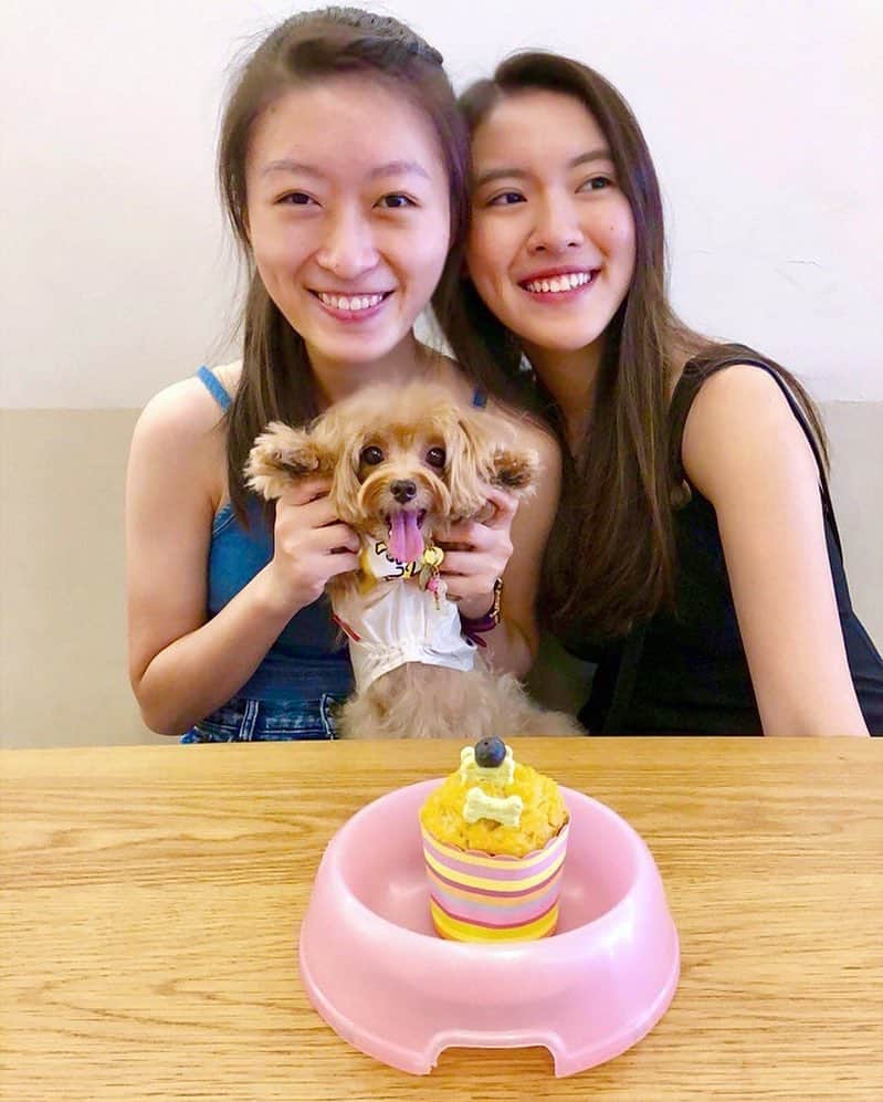 Ⓜ️їк◎ みこ 미코 ? Dogsのインスタグラム：「Yay 👻  it’s my 3rd ᏰᎯᖇᏦ ᎴᎯᎩ today❣️🤗🎂🎉 Celebrating with my 2 BFF sissy ... 💞🧒🏻🐶👩🏻💘 #HappyBirthday #itsmybirthday . . ٩(๑′∀ ‵๑)۶•*¨*•.¸¸♪ 📆〔12May2018〕 #maltipoosofinstagram #dogs #barkhappy #maltipoo #maltese #toypoodle #ワンコ #わんこ #犬 #いぬ #トイプードル #dogsoftheday #poodlesofficial #poodle #puppylove #petfancy#furball #sgpet #poodleclub #poodleclubsg #furbabies #furballs #fluffypack #puppiesforall #pawsomepoodles #singaporedogs #개 #푸들」
