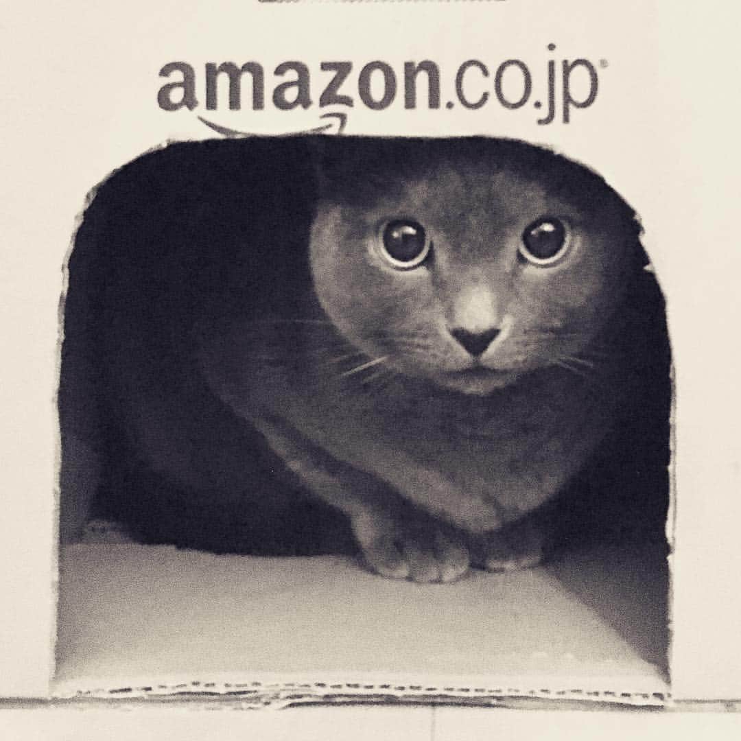 ミーちゃんのインスタグラム：「最近amazonでの買い物することにが多くなりました。便利だけど無駄遣いに気をつけねば😅 #cat #russianblue #neko #catsofinstagram #catstagram #猫 #ネコ #ねこ #ロシアンブルー#グレ猫倶楽部」