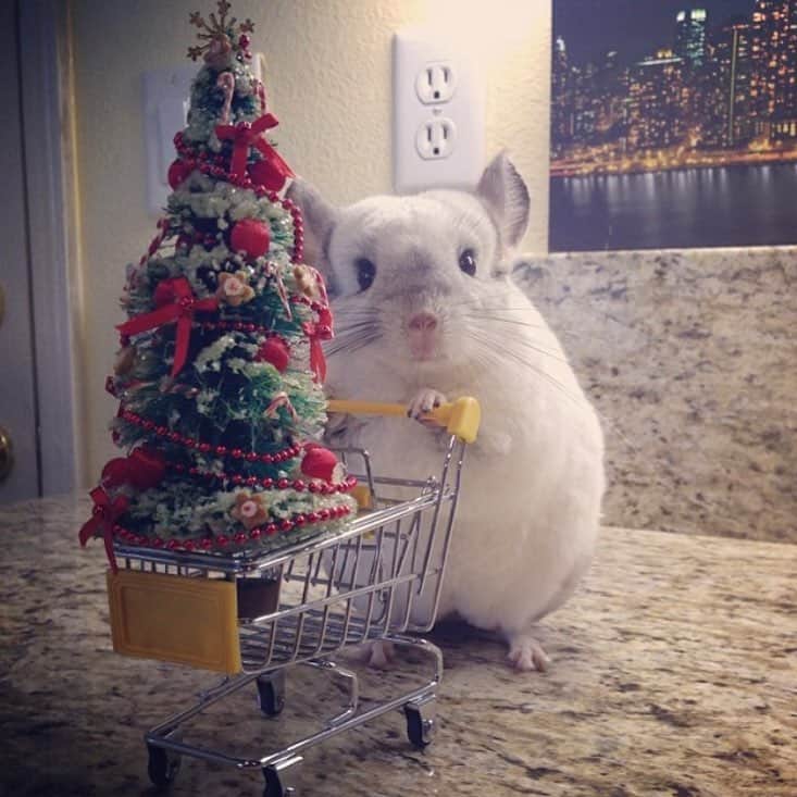 Mr. Bagelのインスタグラム：「Merry Christmas to you and your family! 🎁🎄#MrBagel #FavoritePicture」