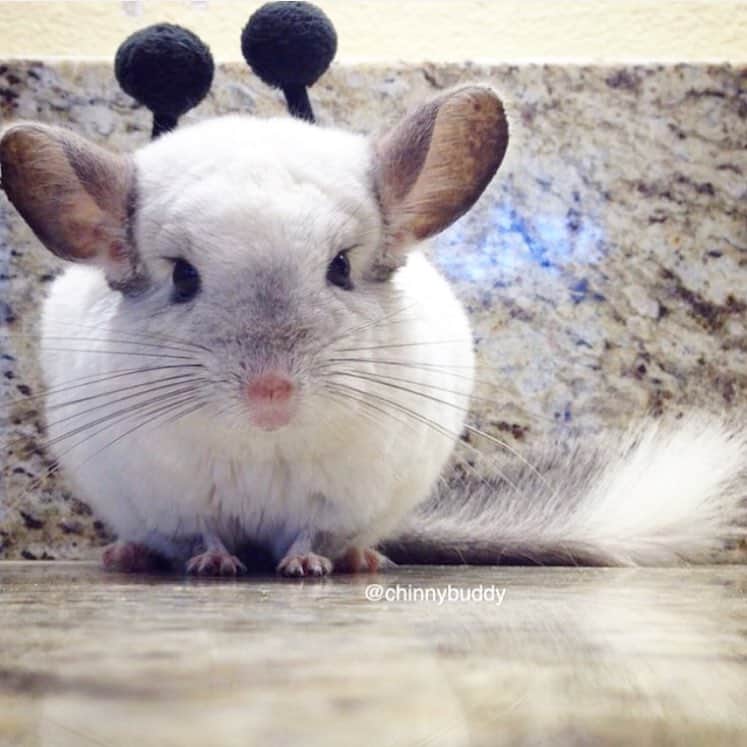 Mr. Bagelのインスタグラム：「Happy 2019! 🎉I wish all of you the best, success and treats! #MrBagel #partyhat #chinchilla」